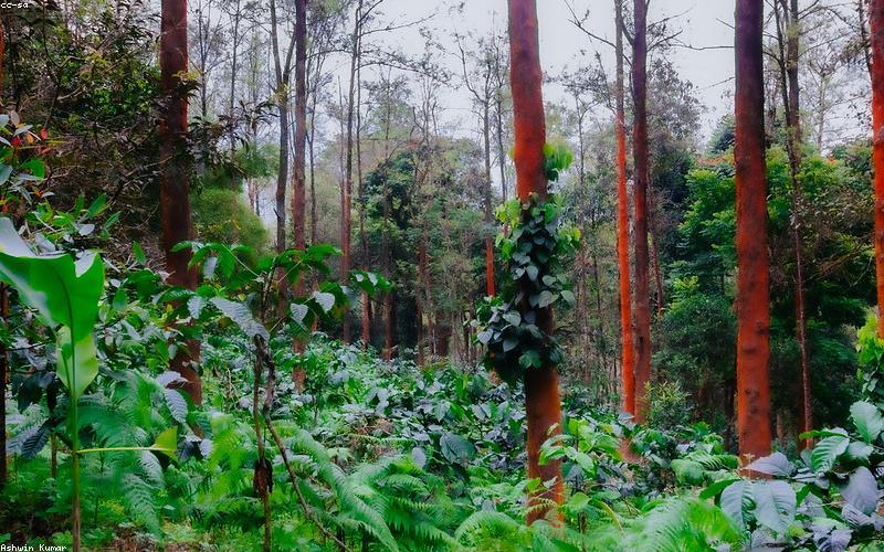 Кофейные фазенды Рио — Долины черного золота